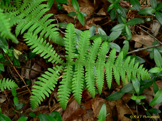{Phegopteris hexagonoptera}